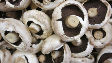 Baby Portobello Mushrooms with Mornay Sauce